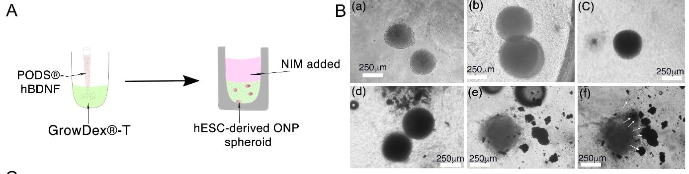 Appnote_GDxT5_Figure1.jpg