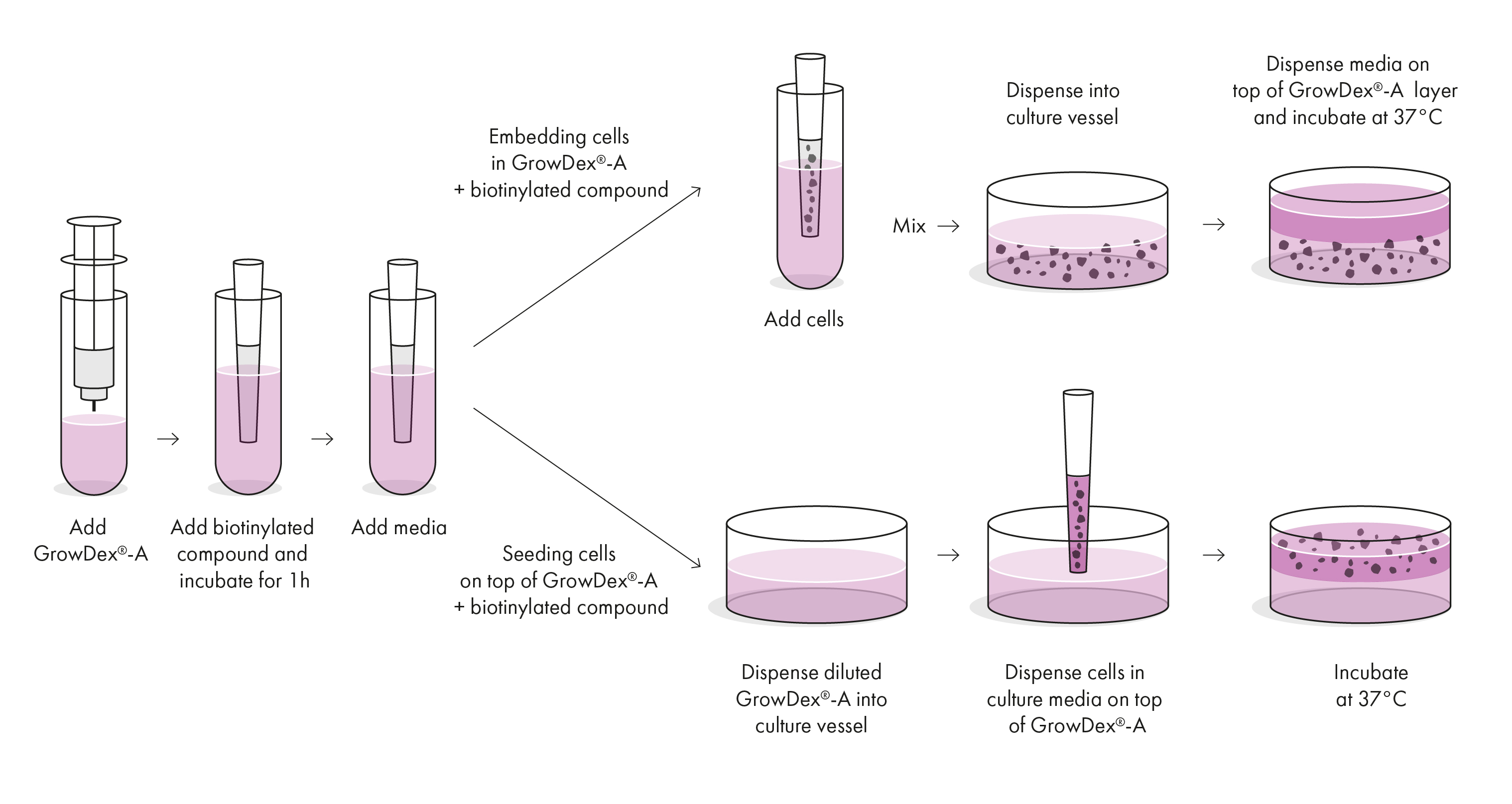 GrowDex-A_Illustration_RGB_191220.jpg