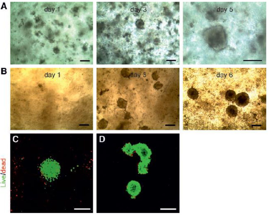 upm-biomedicals-note1-fig.PNG