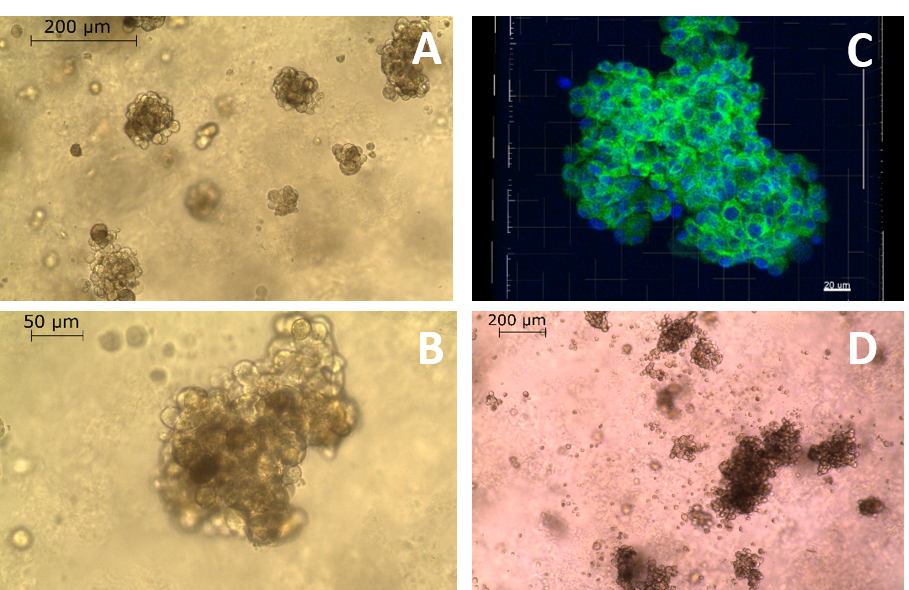 upm-biomedicals-note18-fig1.png