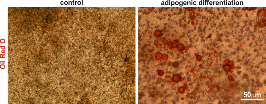 upm-biomedicals-note24-fig1.png