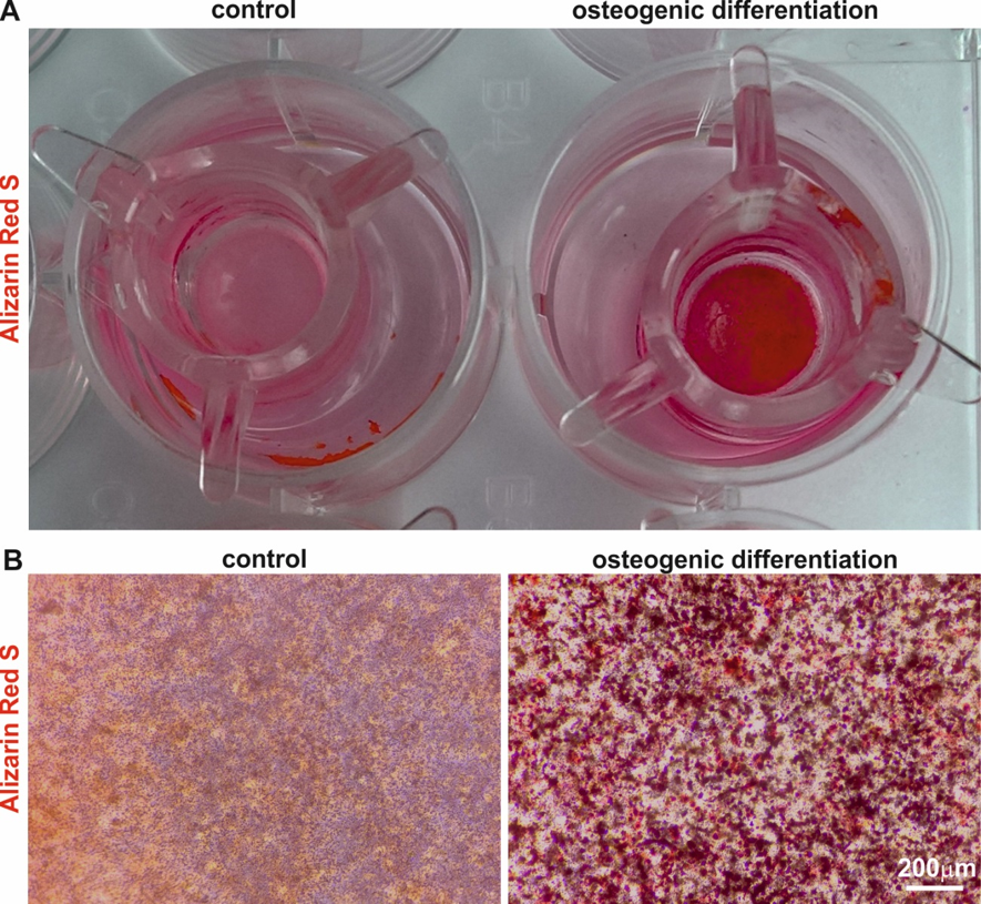 upm-biomedicals-note24-fig2.png