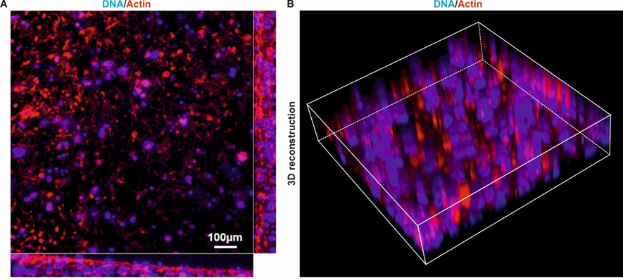 upm-biomedicals-note25-fig2.png