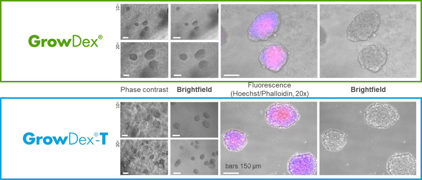 bright-field-vs-phase-contrast-imaging.png