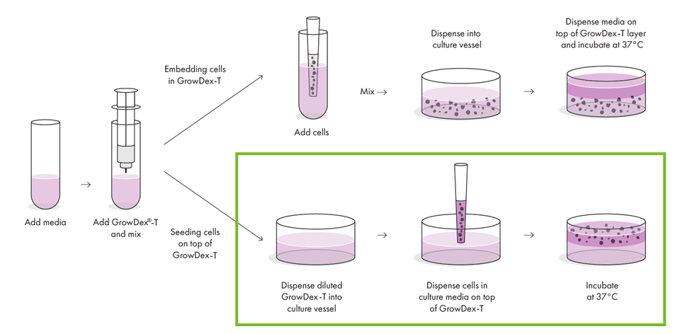 coating-cell-culture-surfaces-as-semi-2d-monolayer.png