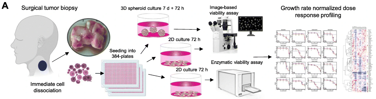 ex-vivo-and-tumour-organoid-culture-in-growdex.png