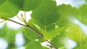 UPM is building a new ecosystem for wood-based biomedical solutions together with partners