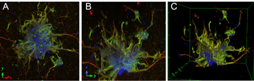 Robust neuronal network formation in vitro – ISSCR Boston poster stimulates great interest Robust neuronal network formation in vitro – ISSCR Boston poster stimulates great interest