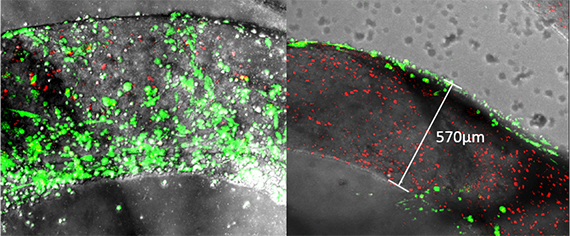 sk-hep1-cells-570x236-measure.jpg