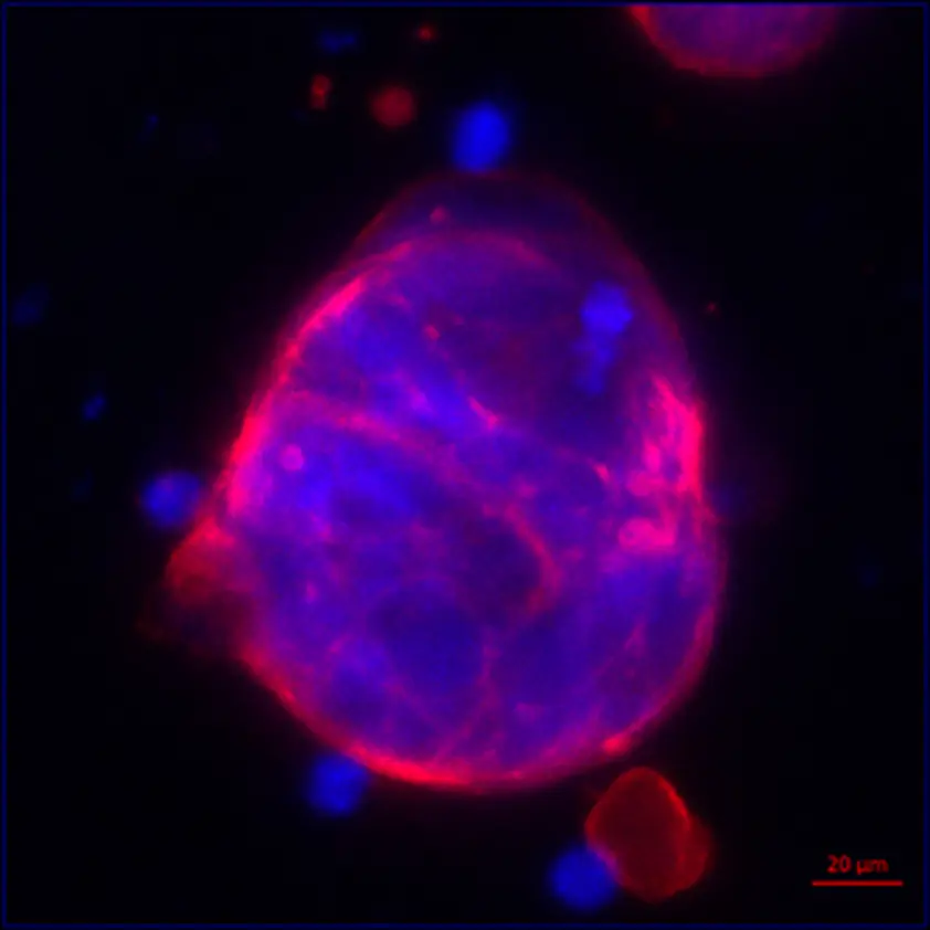 Primary hepatocytes cultured using GrowDex retain viability and metabolic competence during long-term studies Primary hepatocytes cultured using GrowDex retain viability and metabolic competence during long-term studies