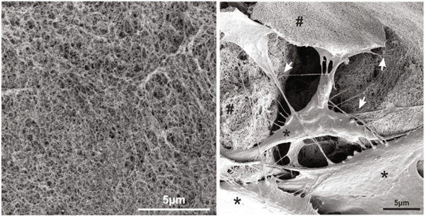 scanning-electron-microscopy-2.png