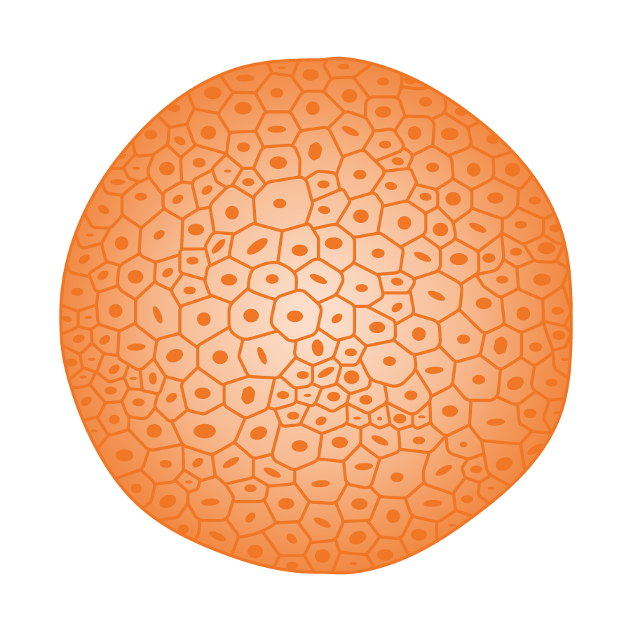 An illustration of a spheroid