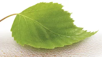 UPM's FibDex, a wood-based innovation for wound care, receives regulatory approval and CE mark
